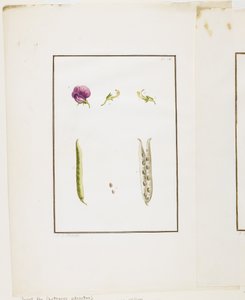植物解剖：甜豌豆（Lathyrus odoratus），c.1778-90（wc和石墨在纸上） 作者 皮埃尔·约瑟夫·雷杜特
